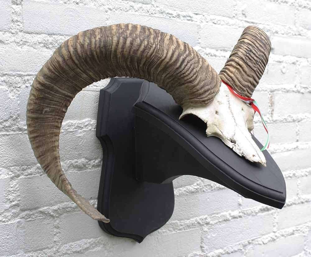 Schedel middelgrote MOEFLON RAM op dubbel eikenhouten schild, Verzamelen, Dierenverzamelingen, Ophalen of Verzenden, Gebruikt