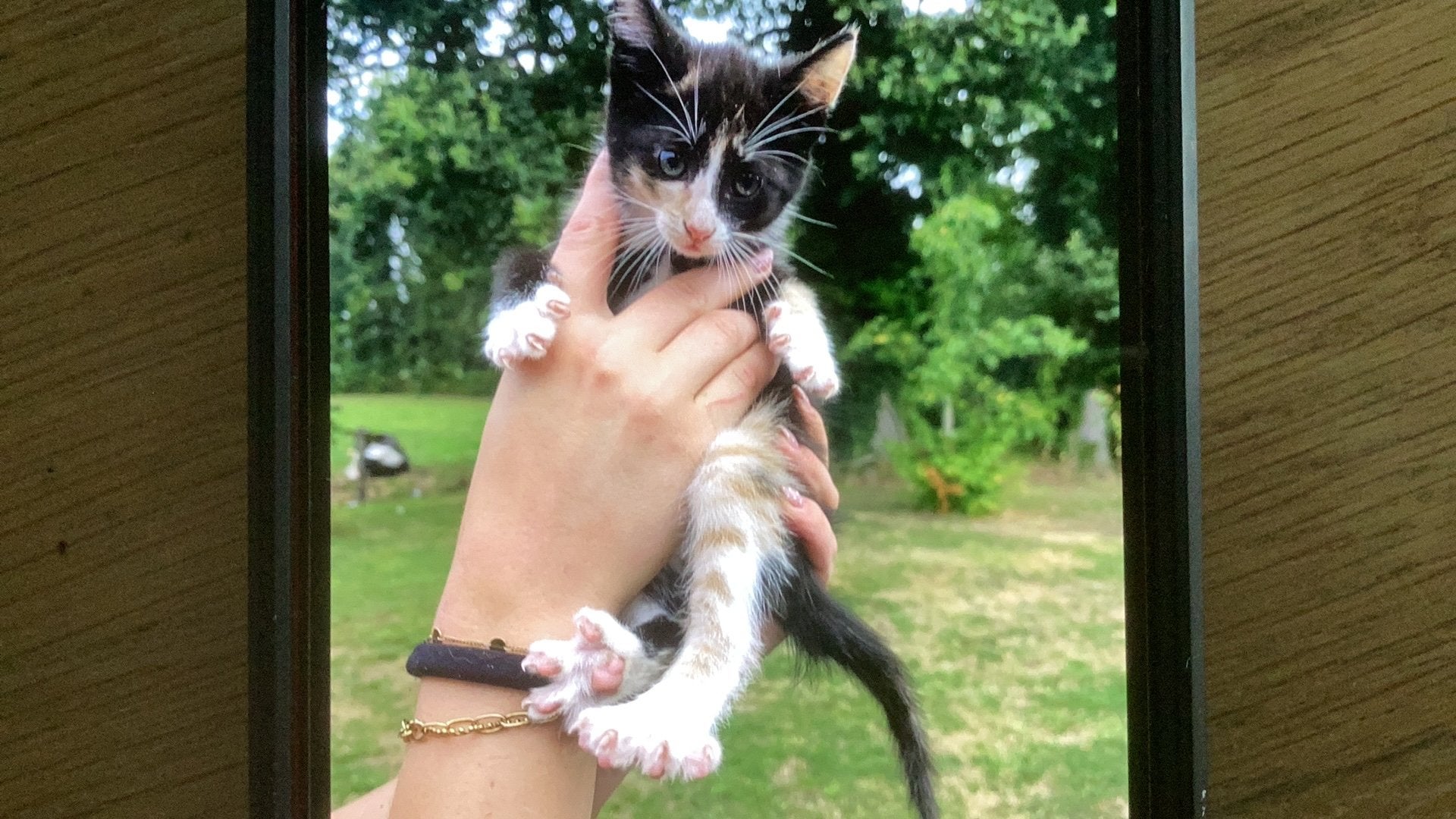 Kittens, Poes, Ontwormd