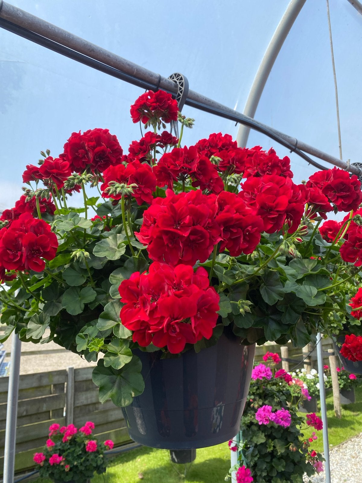 Prachtige Geraniums - Diverse kleuren en soorten, Tuin en Terras, Overige soorten, Volle zon, Eenjarig, Ophalen of Verzenden