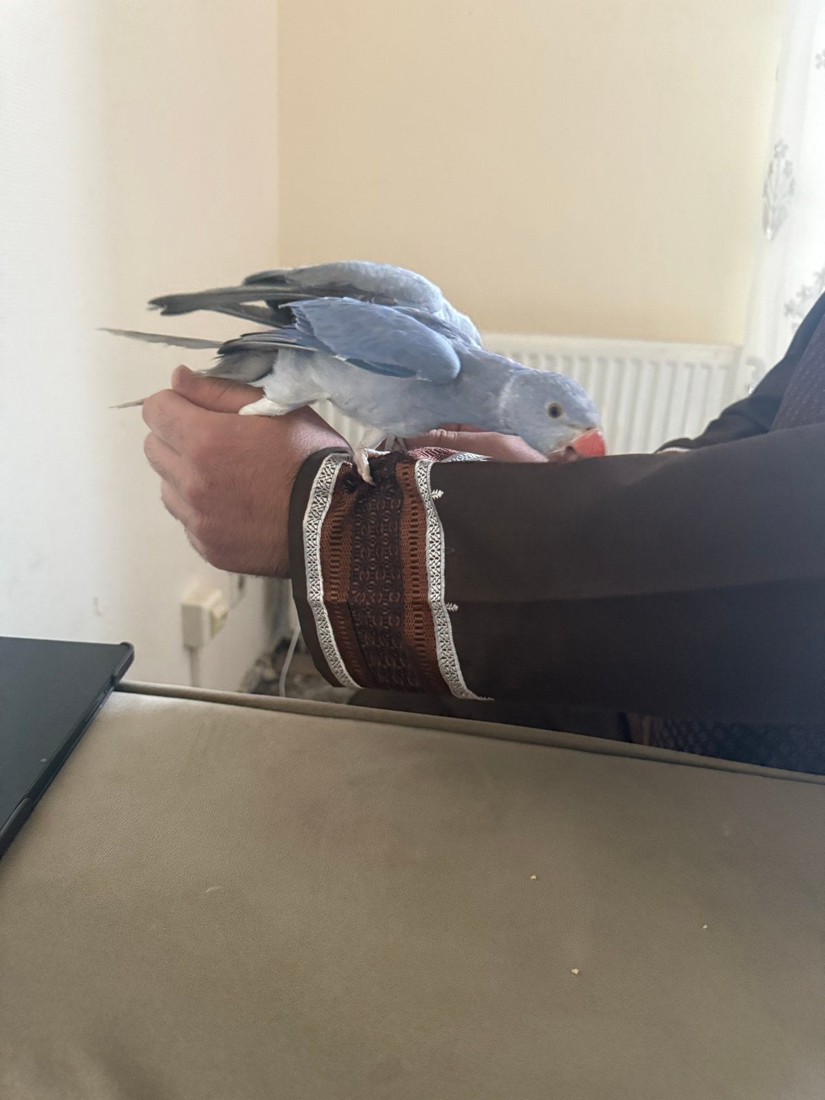 Super tam koppel, Dieren en Toebehoren, Meerdere dieren, Tam