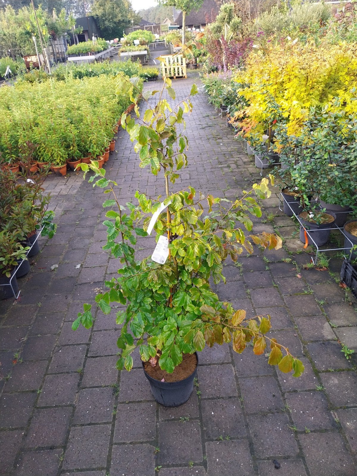 Perzisch ijzerhout (Parrottia persica) 125 cm, Ophalen, Overige soorten, Struik, 100 tot 250 cm