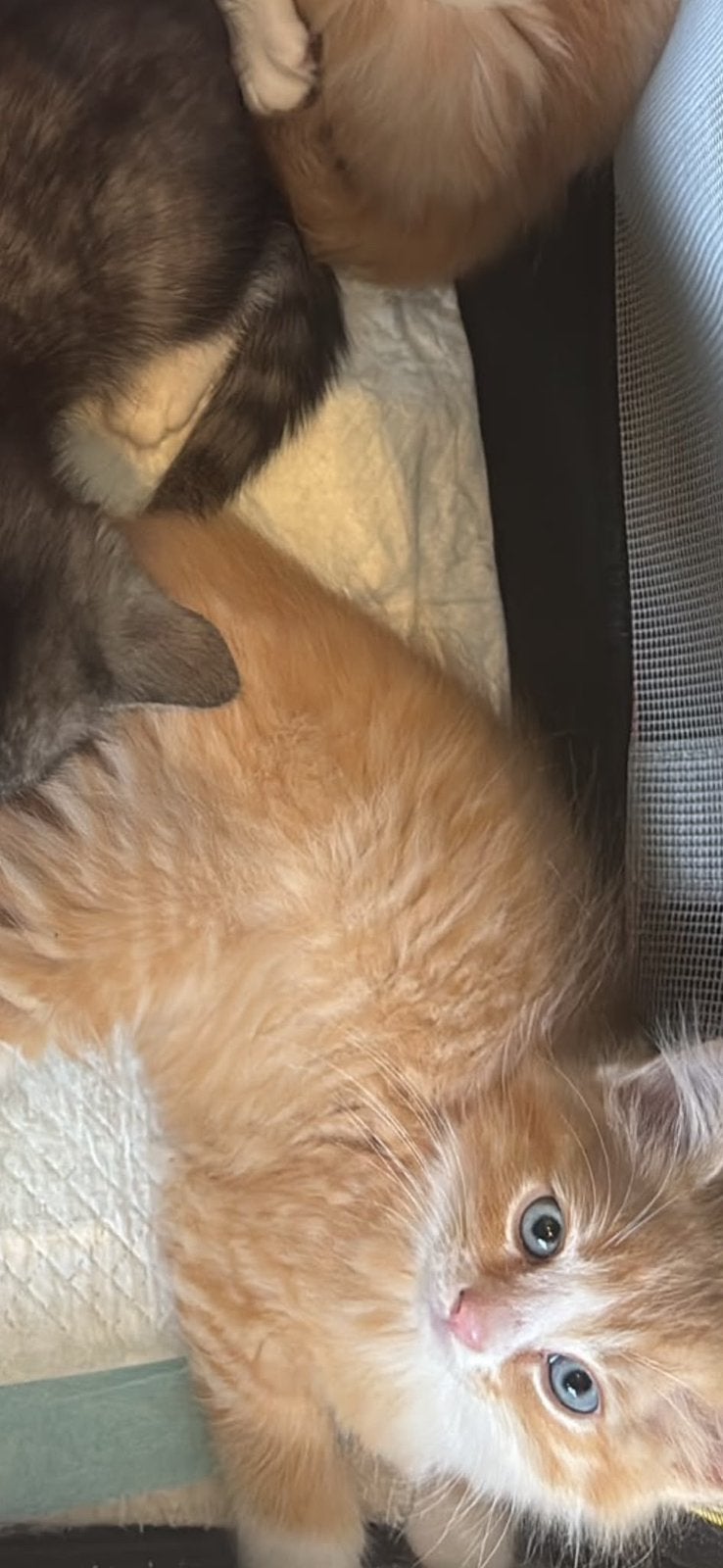 Maincoon/ragdoll (kijk ook naar mijn ander advertenties, Dieren en Toebehoren, Meerdere dieren
