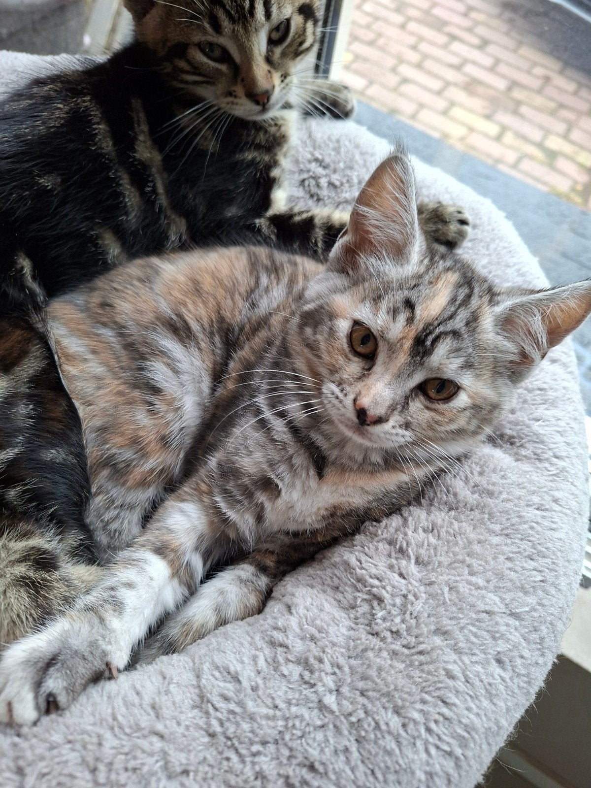 Maine coon/ragdoll, Poes, Ontwormd