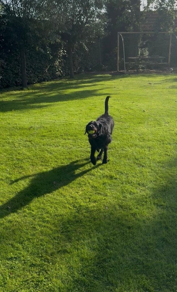 Labradoodle (M) met spoed aangeboden, Teef, Eén hond, Nederland, Particulier