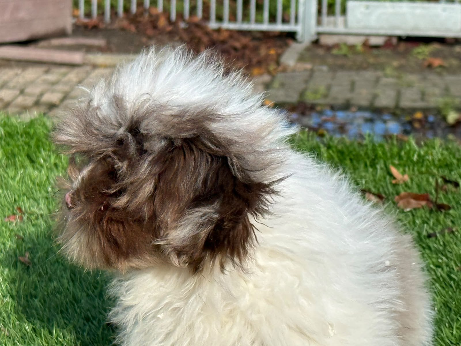 Te koop leuke Maltipoo Shitzu puber pup, Nederland, 15 weken tot 1 jaar, CDV (hondenziekte), Teef