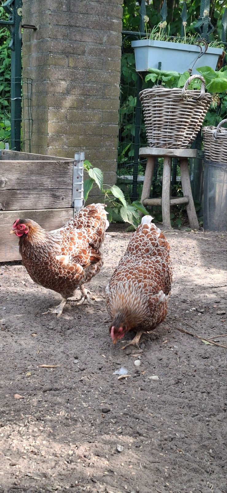 Wyandotte kriel hen goud blauwgezoomd, Vrouwelijk, Kip
