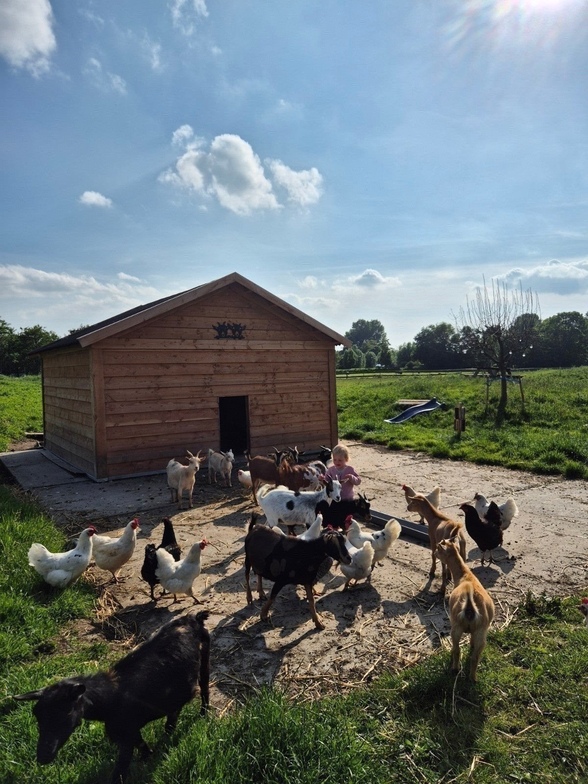 10 mooie witte leghorn kippen te koop, Dieren en Toebehoren