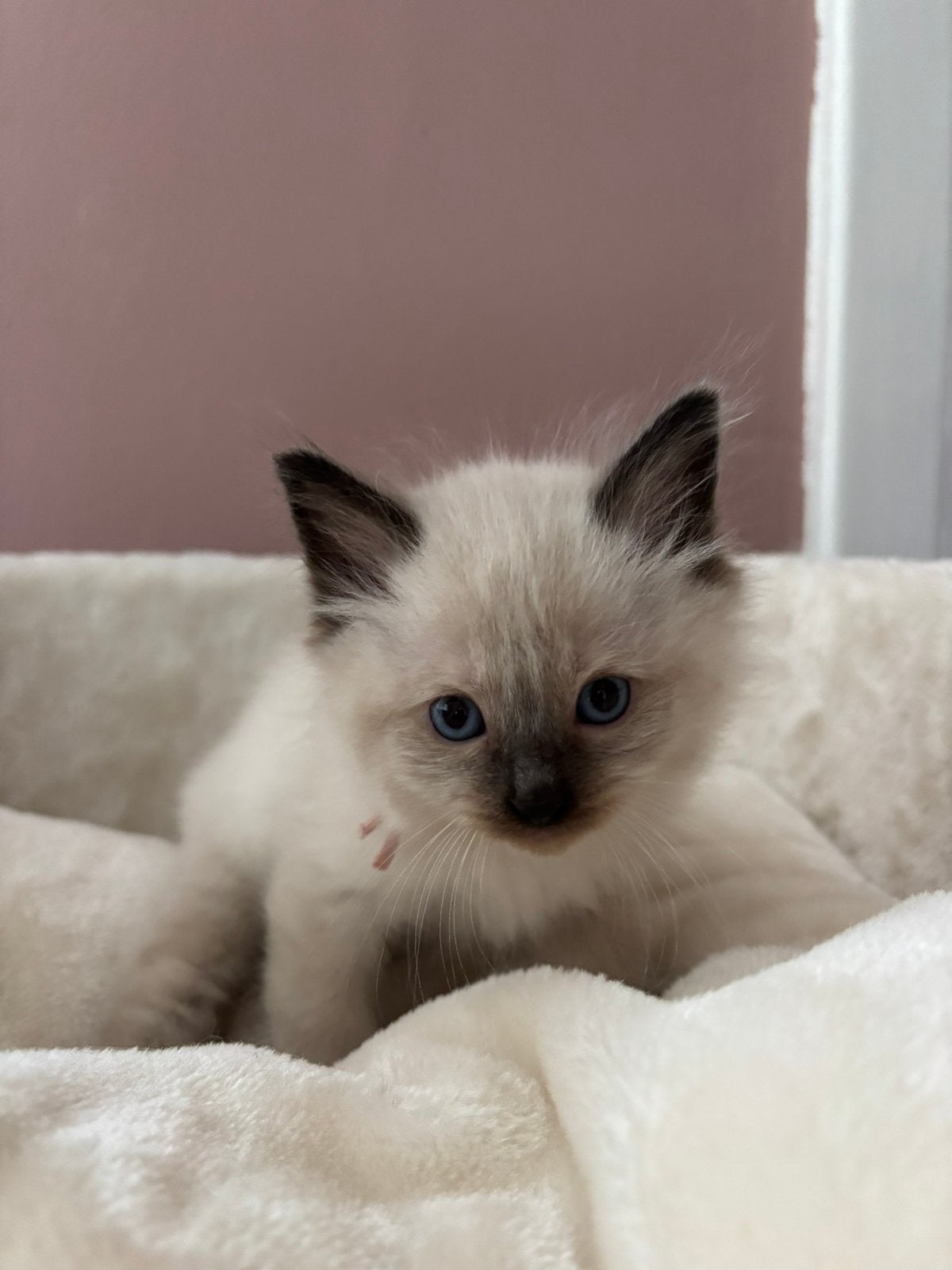 Ragdoll kittens, Poes, Ontwormd, 0 tot 2 jaar