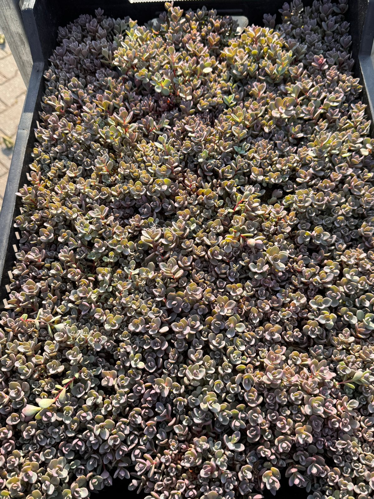 Foto 9 van Rotsplanten: 30 soorten,10 voor €10, sempervivum, sedums enz