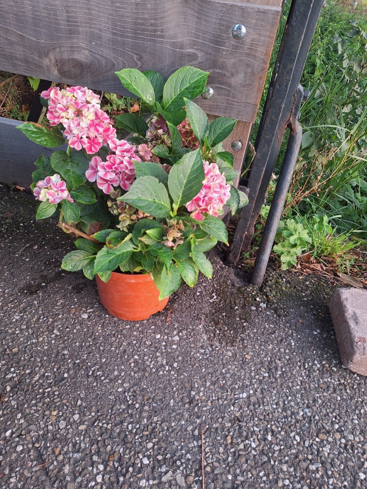 hortensia s, Tuin en Terras, Ophalen of Verzenden, Overige soorten, Halfschaduw
