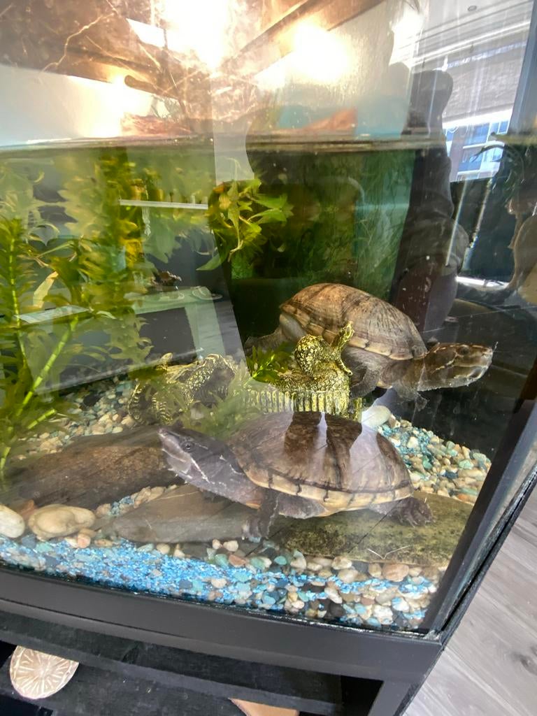 Schildpadden met hoek aquarium, Dieren en Toebehoren, Schildpad