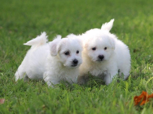 Lieve Maltezer pup., Maltezer, Nederland, Reu, 8 tot 15 weken