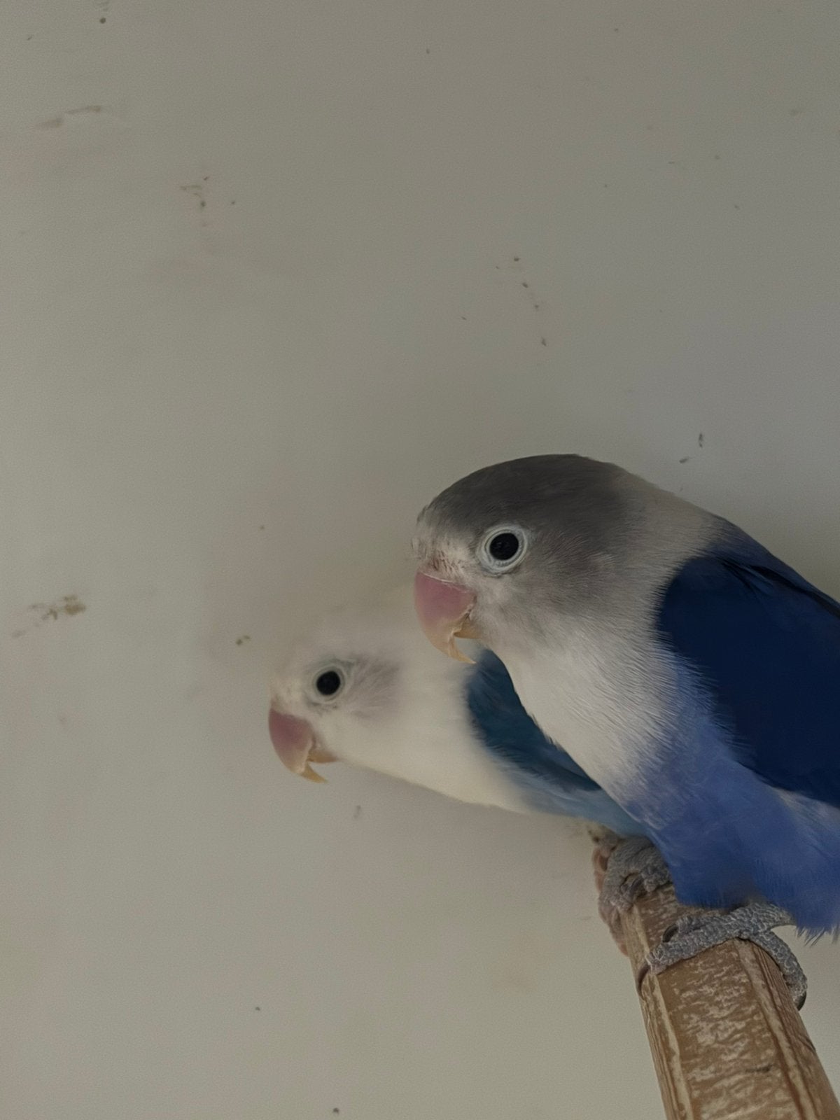 Koppel agapornis fischeri, Meerdere dieren, Dwergpapegaai of Agapornis