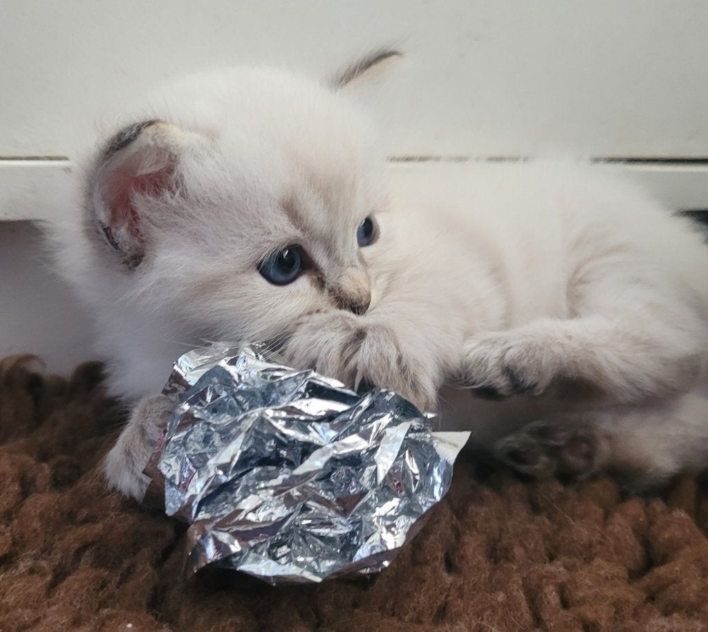 Ragdoll kittens zoeken liefdevol nieuw huis., Meerdere dieren, Gechipt, 0 tot 2 jaar