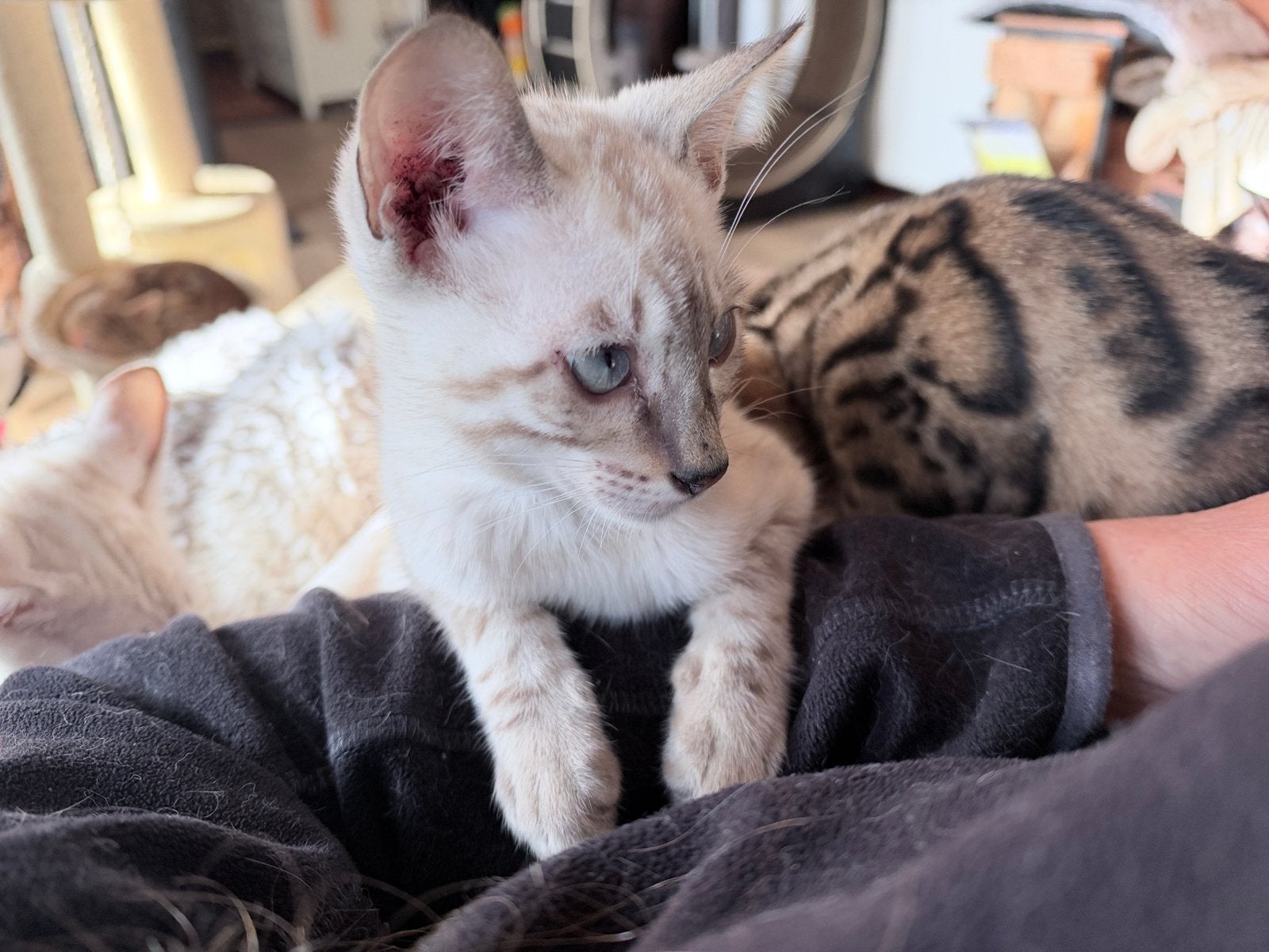 Bengaal- Snow Mink-2x en Een snow lynx met stamboom, Dieren en Toebehoren, Kater, Gechipt