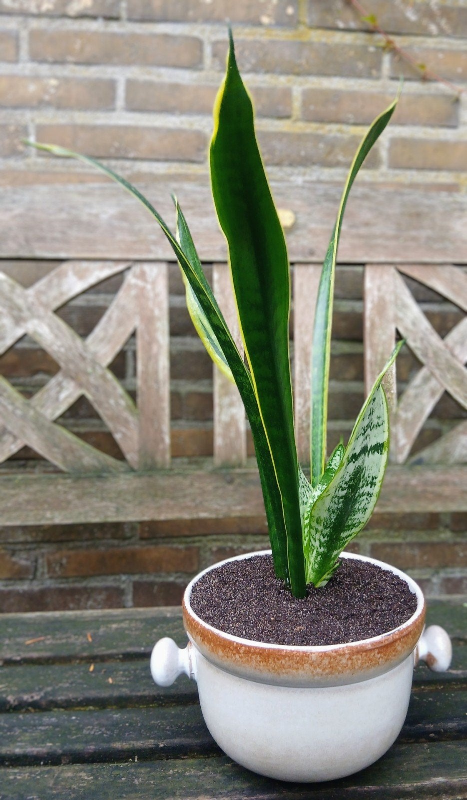 Sansevieria Laurentii met of zonder bloempot, Ophalen