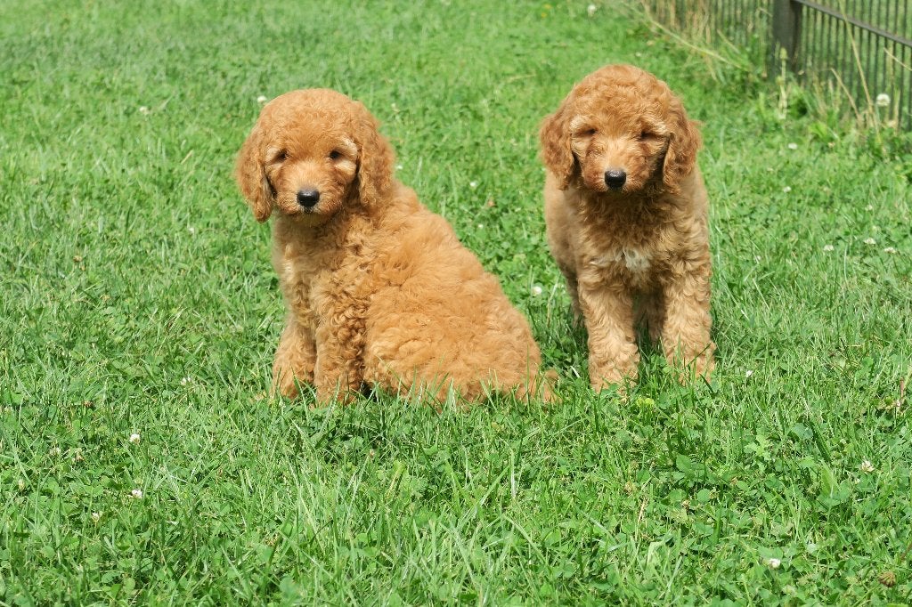 Prachtige Medium F3 Goldendoodle pups, Nederland, 8 tot 15 weken, Meerdere, Meerdere dieren