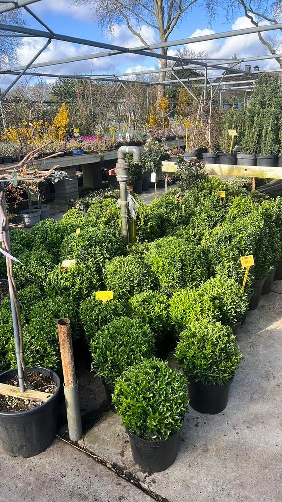 Euonymus Green Spire haag en Bollen tot 20 tot 60 cm, Tuin en Terras, Planten | Struiken en Hagen, Ophalen, Minder dan 100 cm
