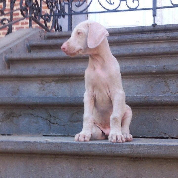 Witte Dobermann pup, Dieren en Toebehoren, België, Fokker | Hobbymatig, Overige rassen, 8 tot 15 weken