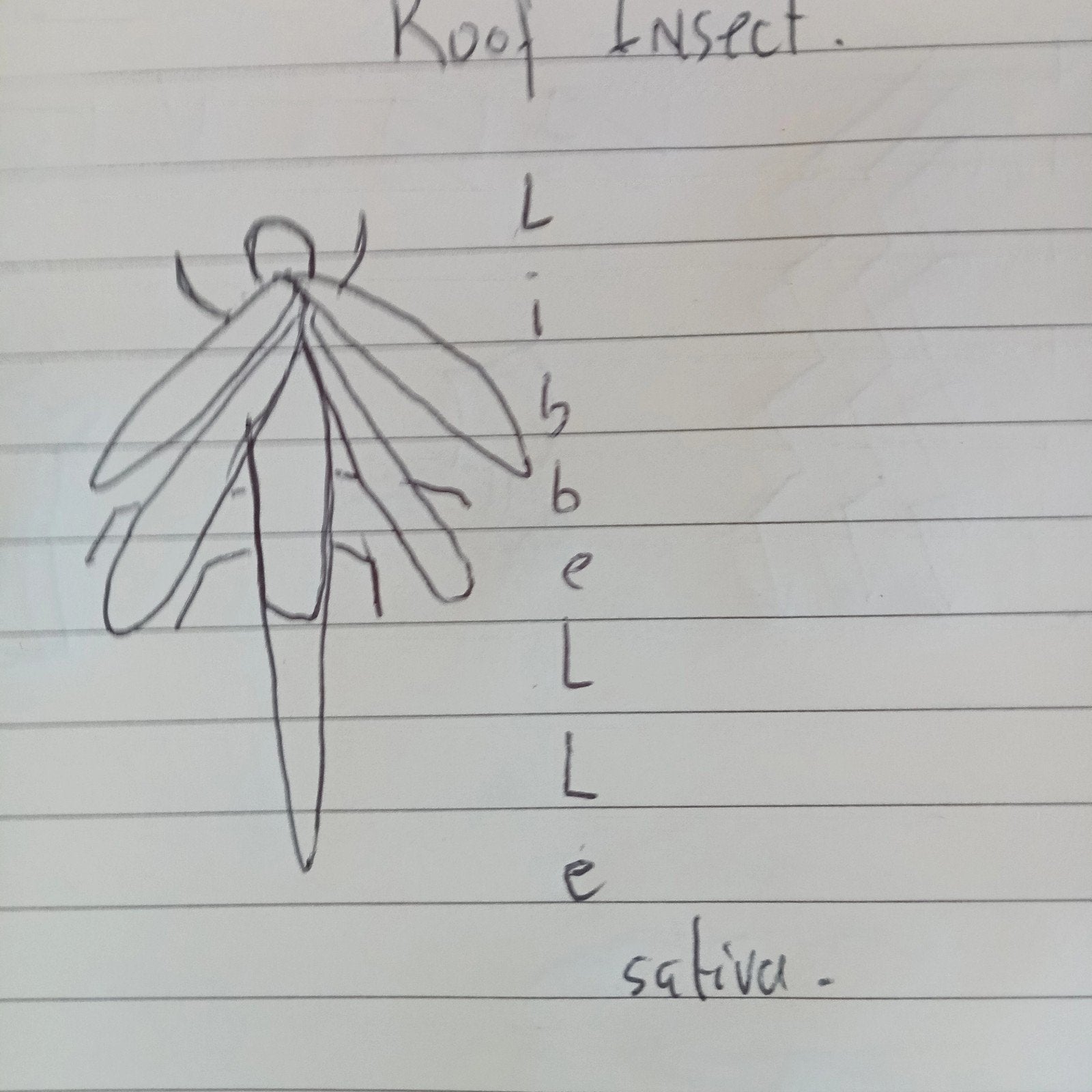 Libelle (rood) insectroofdier, Caravans en Kamperen, Ophalen of Verzenden