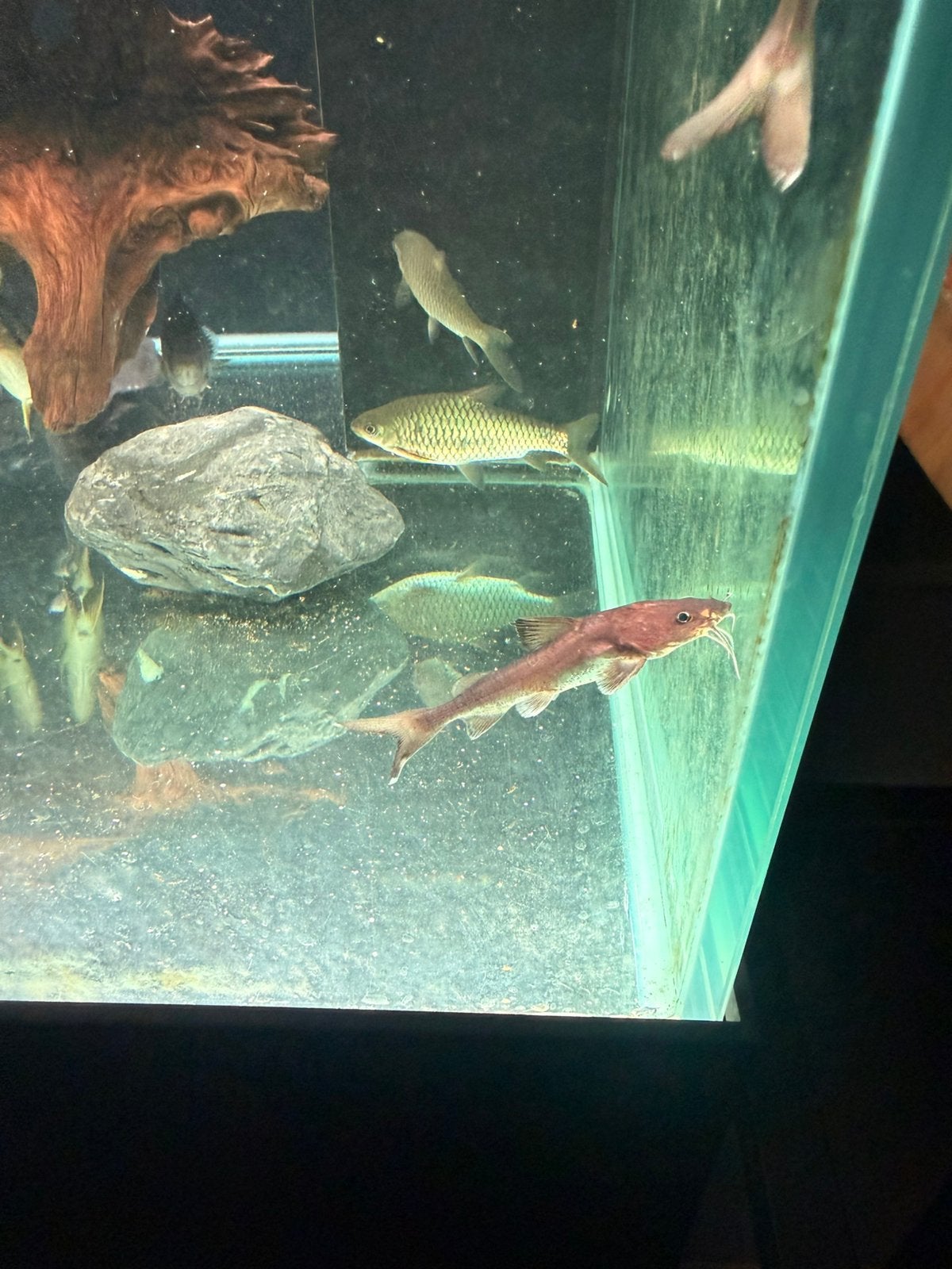 Stormii rond de 10 cm, Dieren en Toebehoren, Vis
