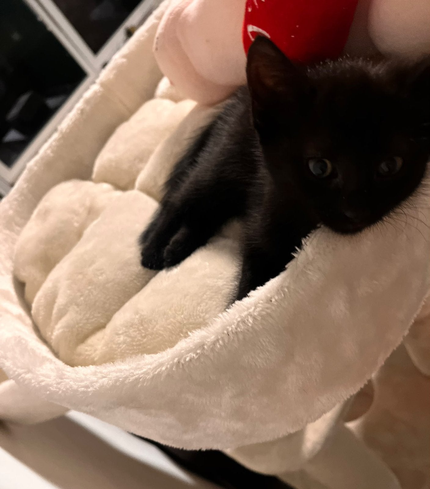 Kittens, Meerdere dieren