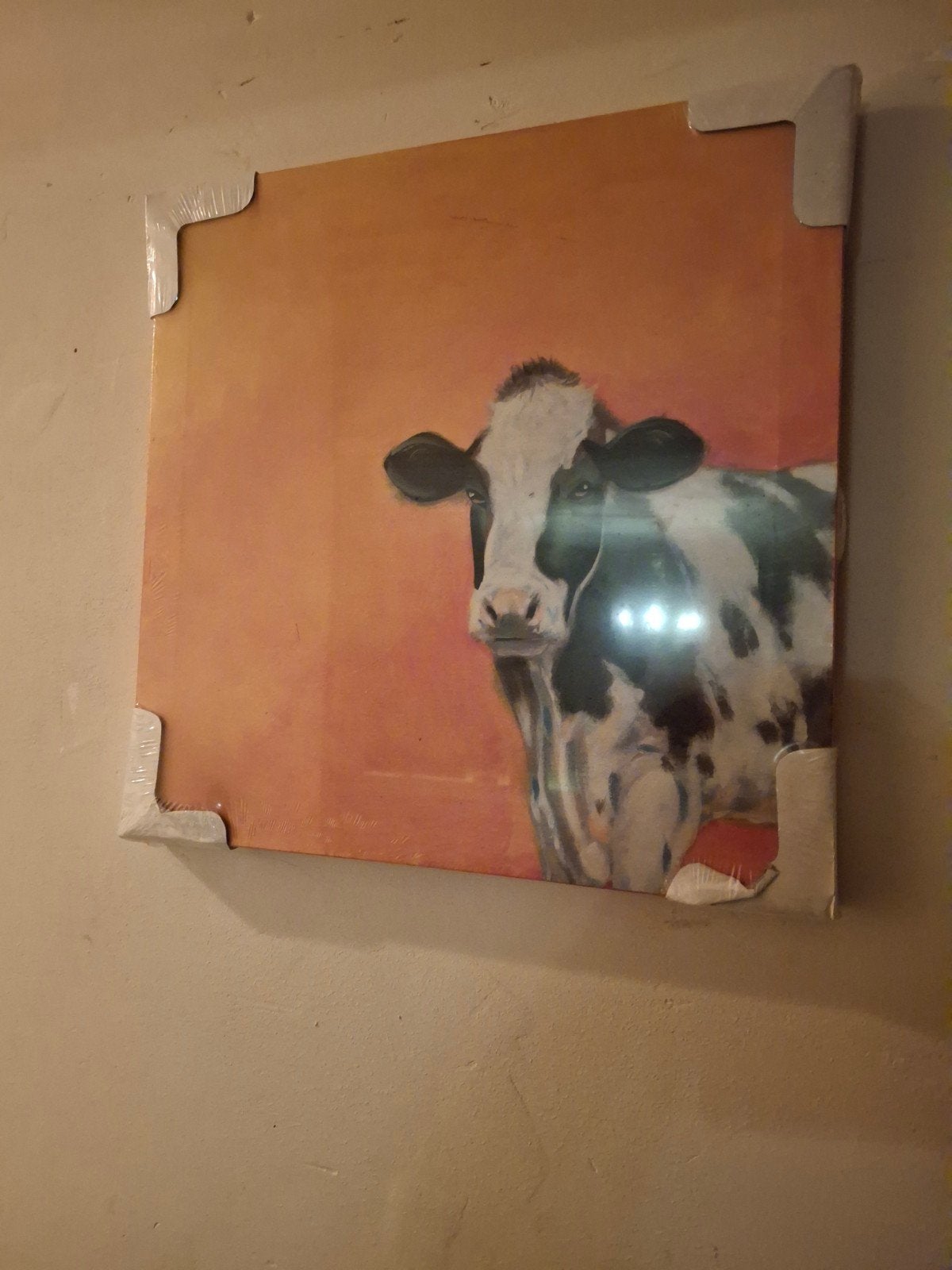 Schilderij, nieuw in plastic, koe op canvas, Ophalen, Realistisch