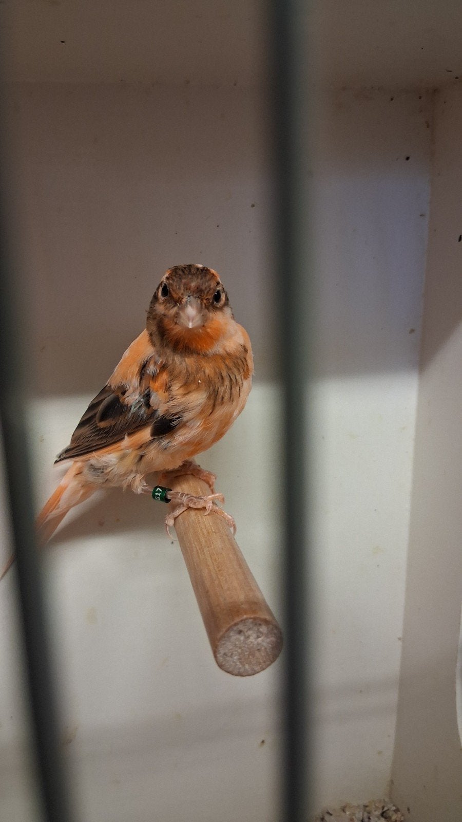 Vogels, Vrouwelijk, Kleurkanarie