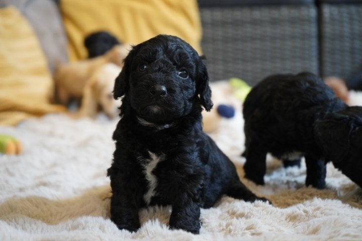 Mooie medium kruising spaniel - labradoodle pups., Nederland, Parvo, Overige rassen, 8 tot 15 weken