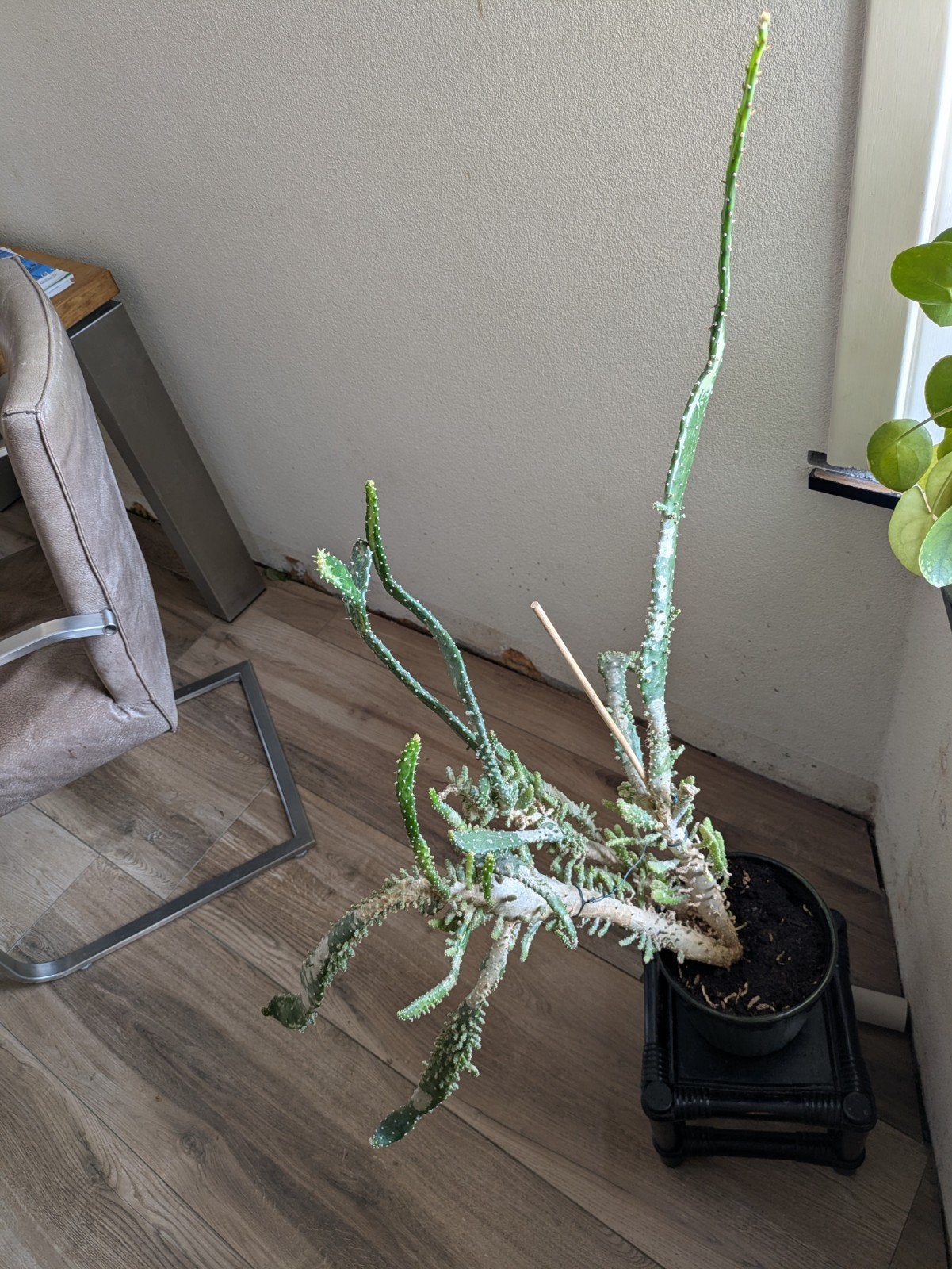 Cactus, kamerplant, Ophalen, Cactus, Volle zon, Minder dan 100 cm