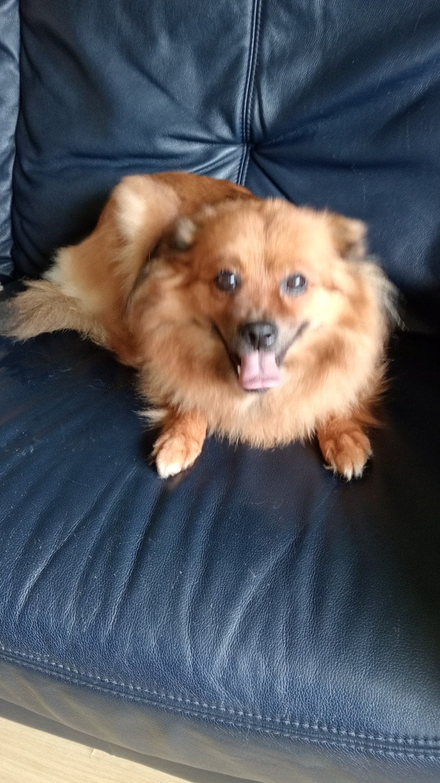 liefdevol huisje gezocht voor deze SCHAT! 🥰, Keeshond, Teef, Parvo, Eén hond