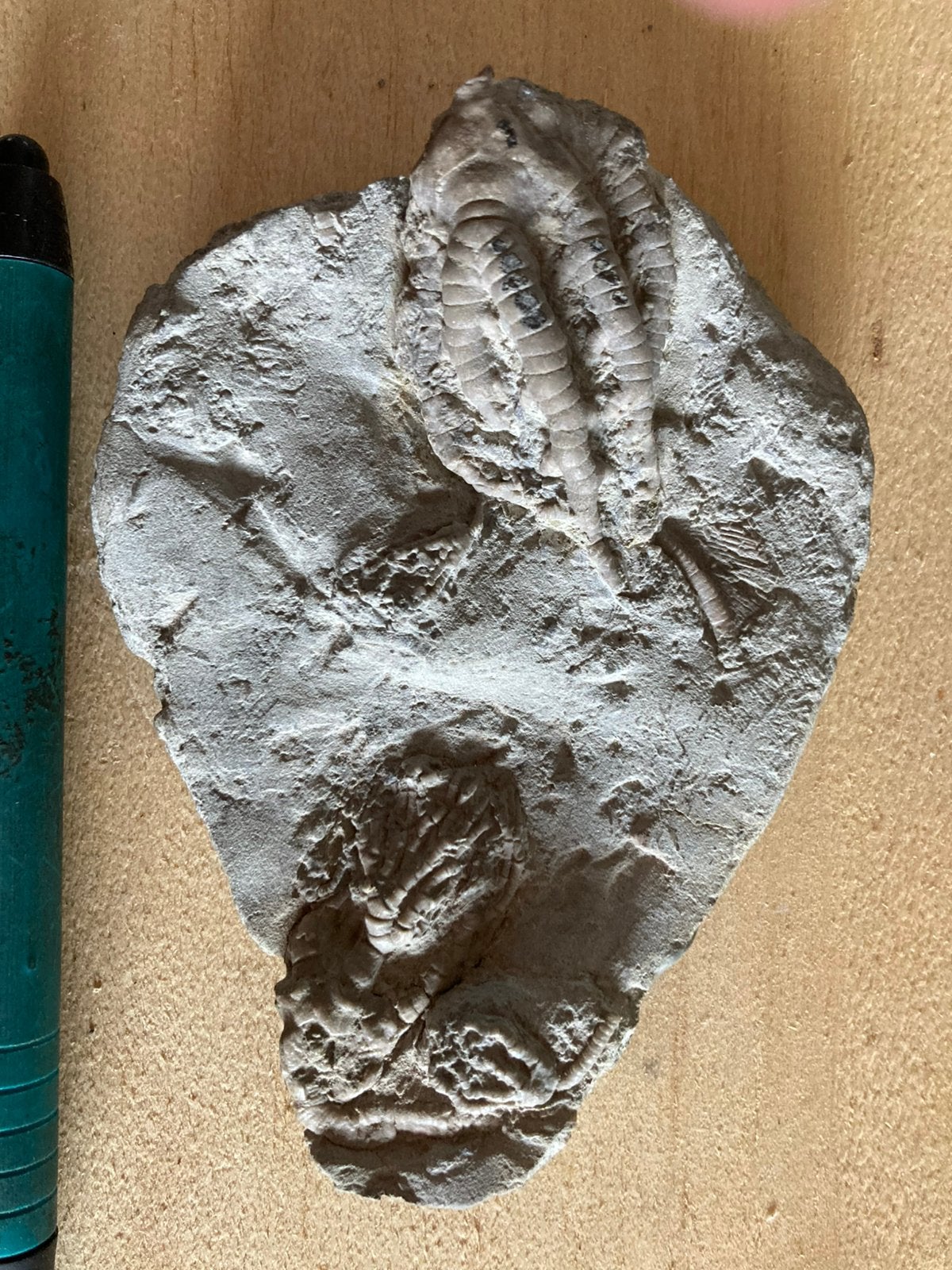 CRINOIEDENKELK OP MATRIX. 12x8cm, Ophalen, Fossiel