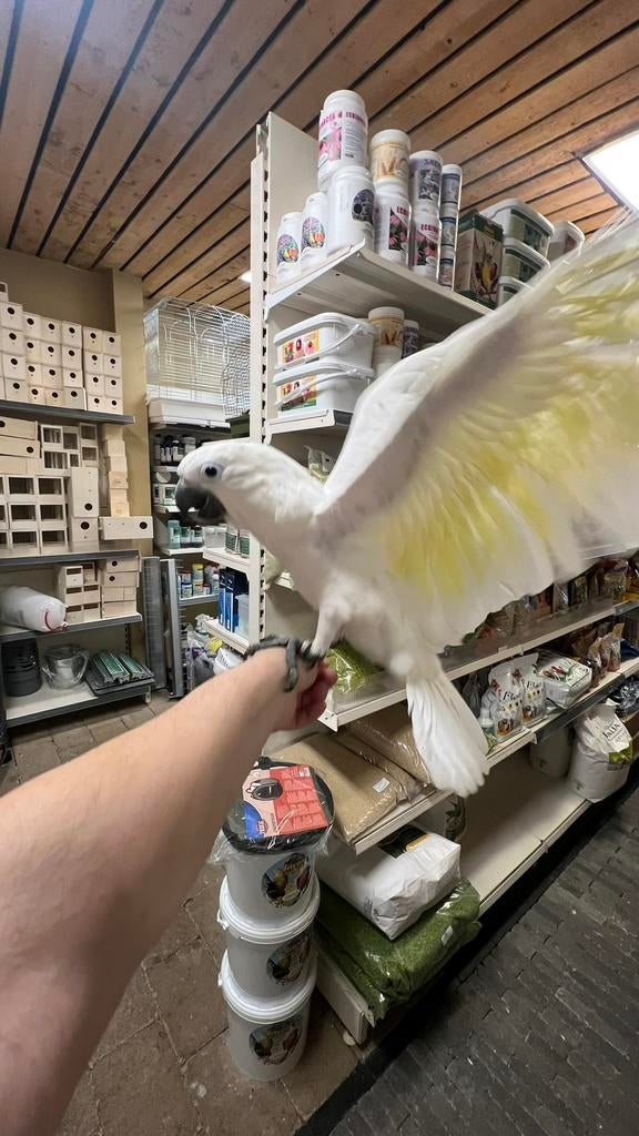Witkuif Kaketoe Alba, Dieren en Toebehoren, Vogels | Parkieten en Papegaaien, Geslacht onbekend, Papegaai, Pratend