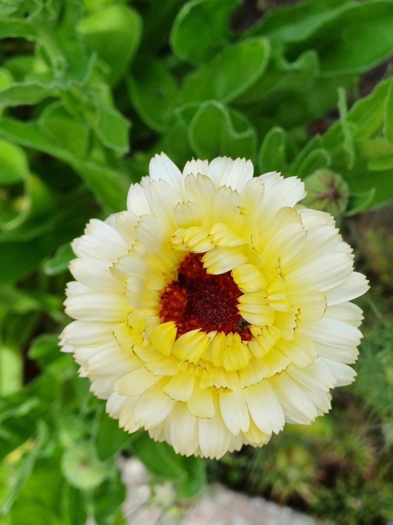Goudsbloem Snow Princess, Ophalen of Verzenden, Volle zon