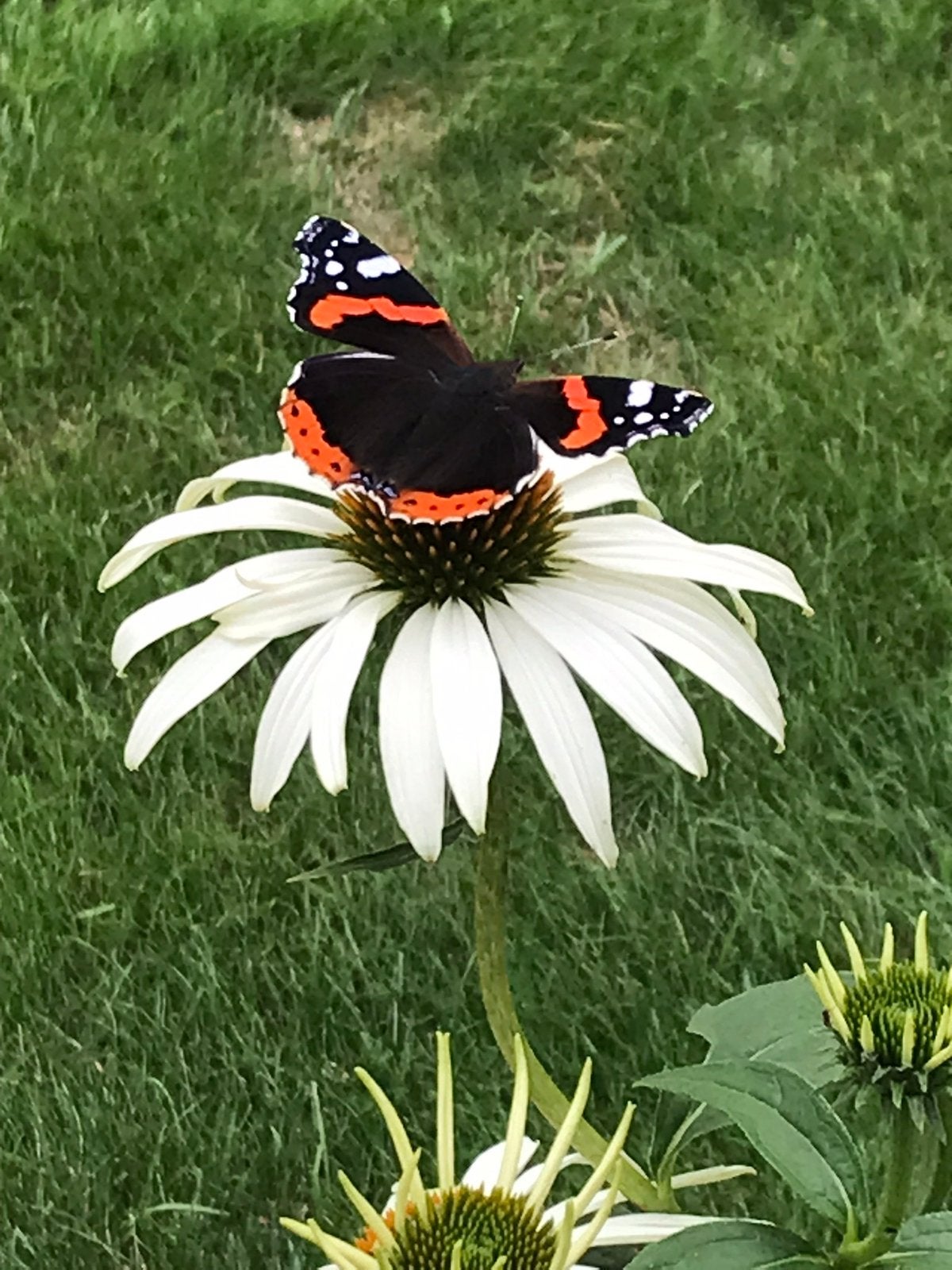 Te koop vaste plant Echinacea Zonnehoed, Ophalen, Overige soorten, Halfschaduw