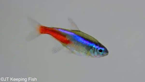 Paracheirodon Innesi - Neon Tetra, Dieren en Toebehoren, Vissen | Aquariumvissen, Vis, Zoetwatervis