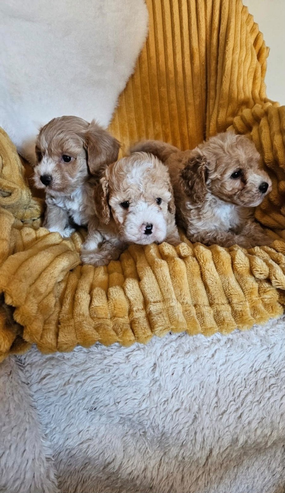 Maltipoo pups, Dieren en Toebehoren, Overige rassen, 8 tot 15 weken, Meerdere, Meerdere dieren