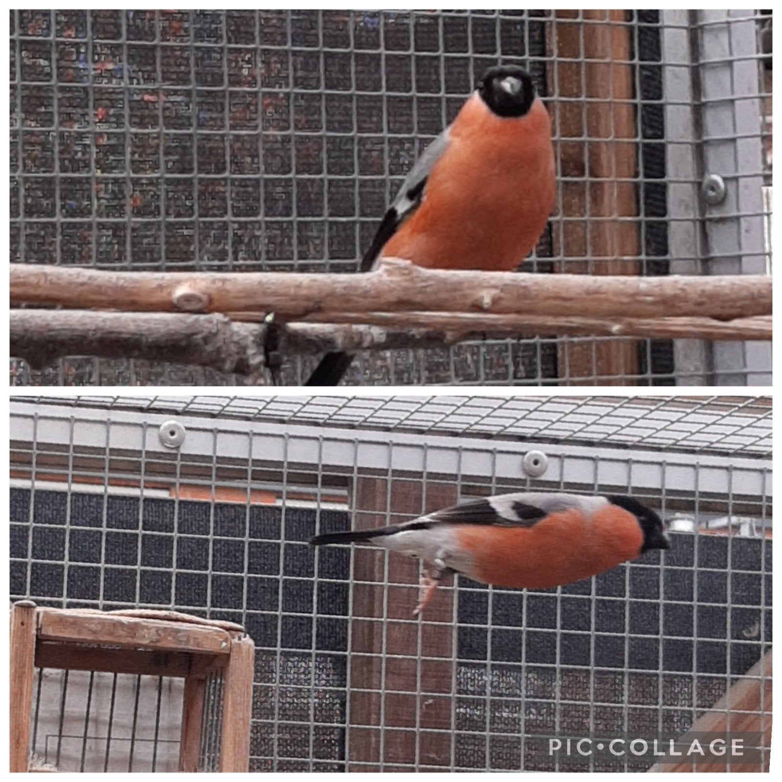 ❤ Noorse goudvink man wildkleur 2025, Mannelijk, Wildzangvogel, Geringd