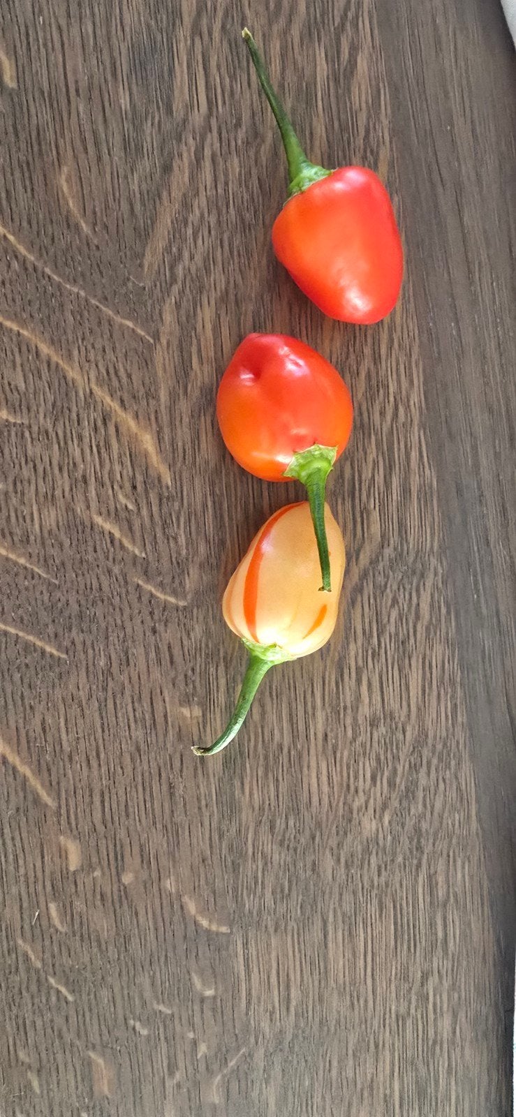 Zaden: Paprika, Peper & Tomaat - Diverse Soorten, Tuin en Terras, Ophalen of Verzenden, Eenjarig, Groenteplanten, Volle zon