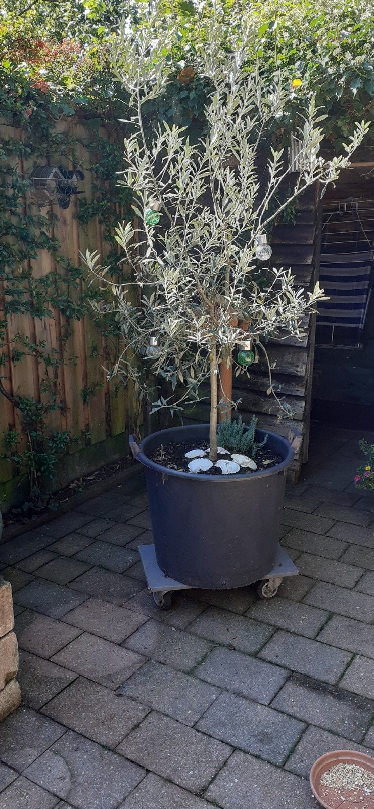 Olijfboom in plantenbak/boomcontainer, Bloeit niet, 100 tot 250 cm, Olijfboom, Ophalen
