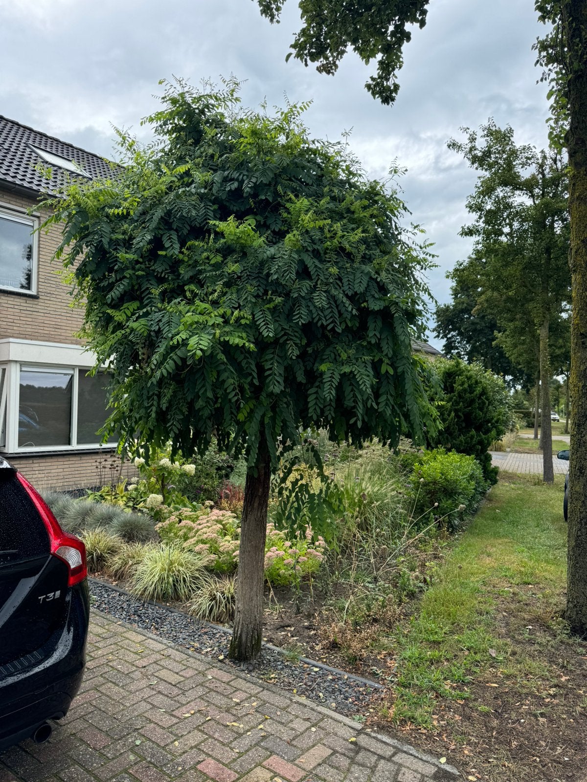 Bol Acasia, Tuin en Terras, Planten | Bomen, Ophalen, Halfschaduw, Overige soorten, 100 tot 250 cm