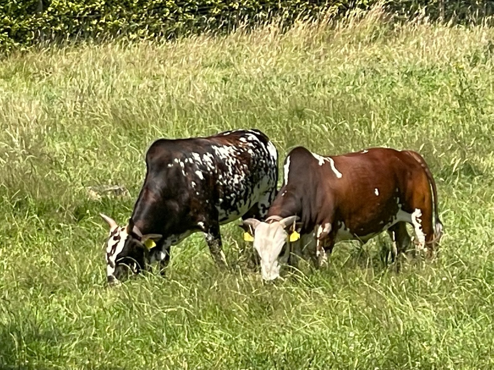 GEZOCHT: mini zeboe stier het liefst zo oud mogelijk, Dieren en Toebehoren, Runderen, Mannelijk