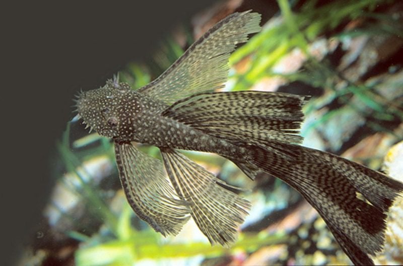 Gezocht!! Longfin Ancistrus, Vis, Zoetwatervis