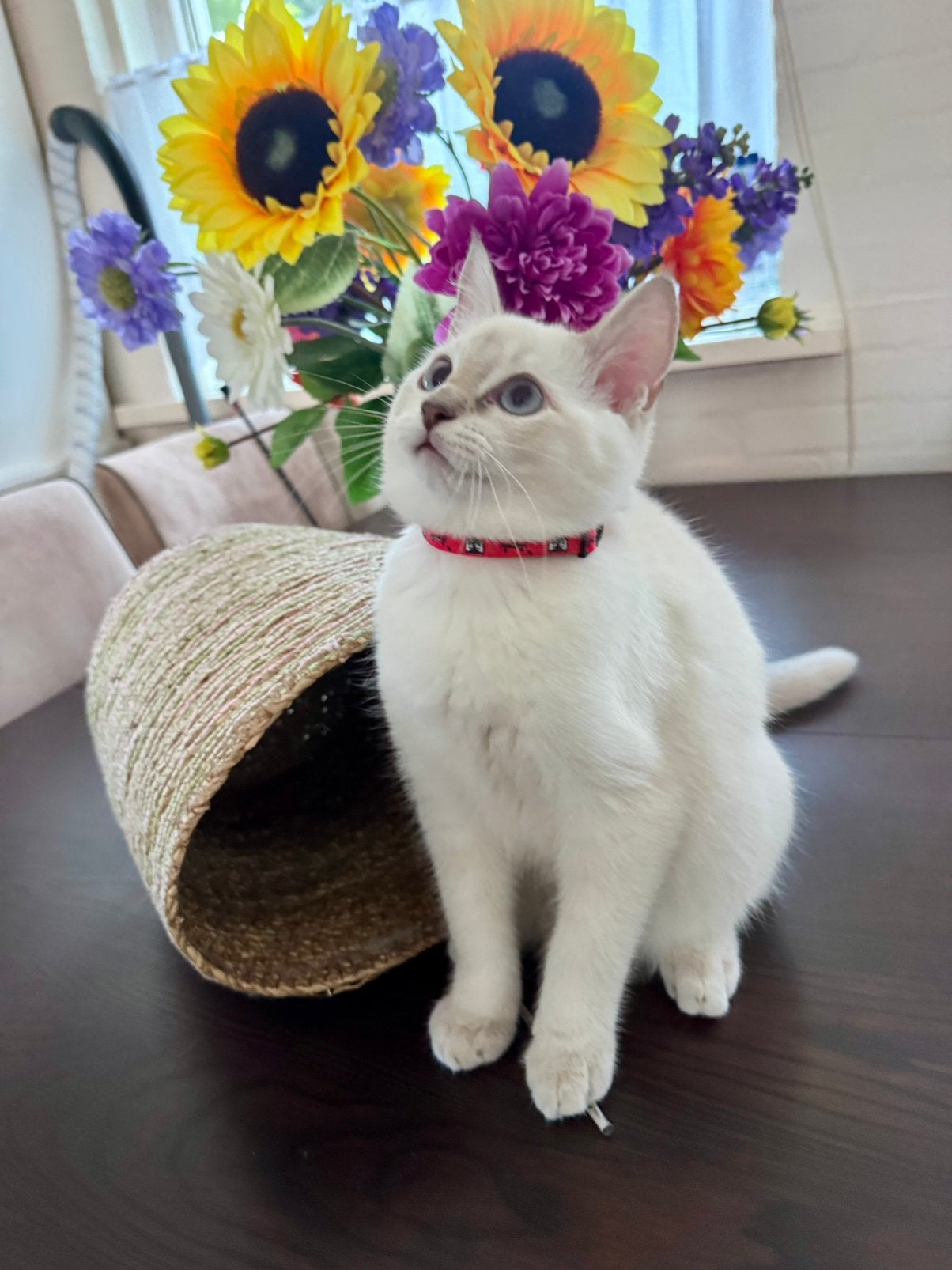 Prachtige Ragdoll kitten – Klaar voor een liefdevol thuis!, Kater, Ontwormd, 0 tot 2 jaar