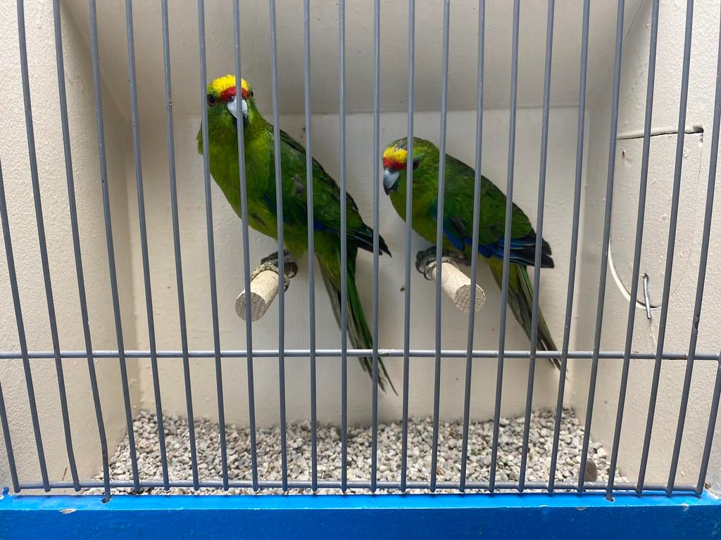 Koppel Geelvoorhoofd Kakariki’s, Meerdere dieren, Parkiet