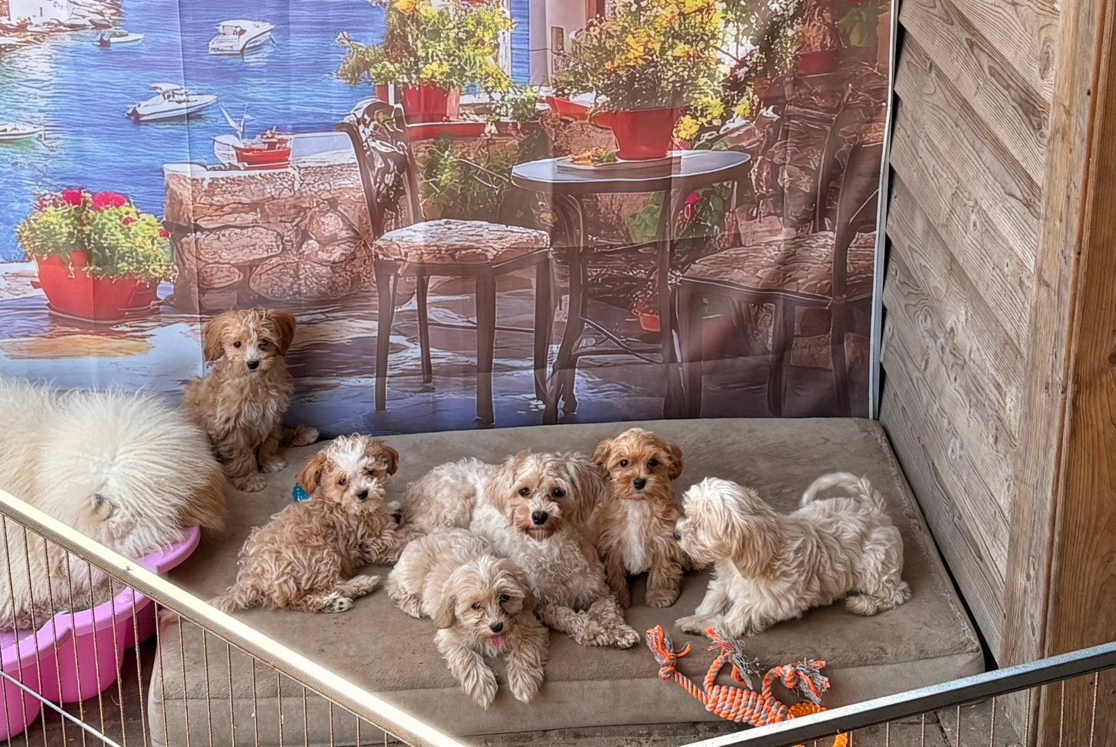 Boomer maltippoo pups, Parvo, Nederland, Overige rassen, 8 tot 15 weken