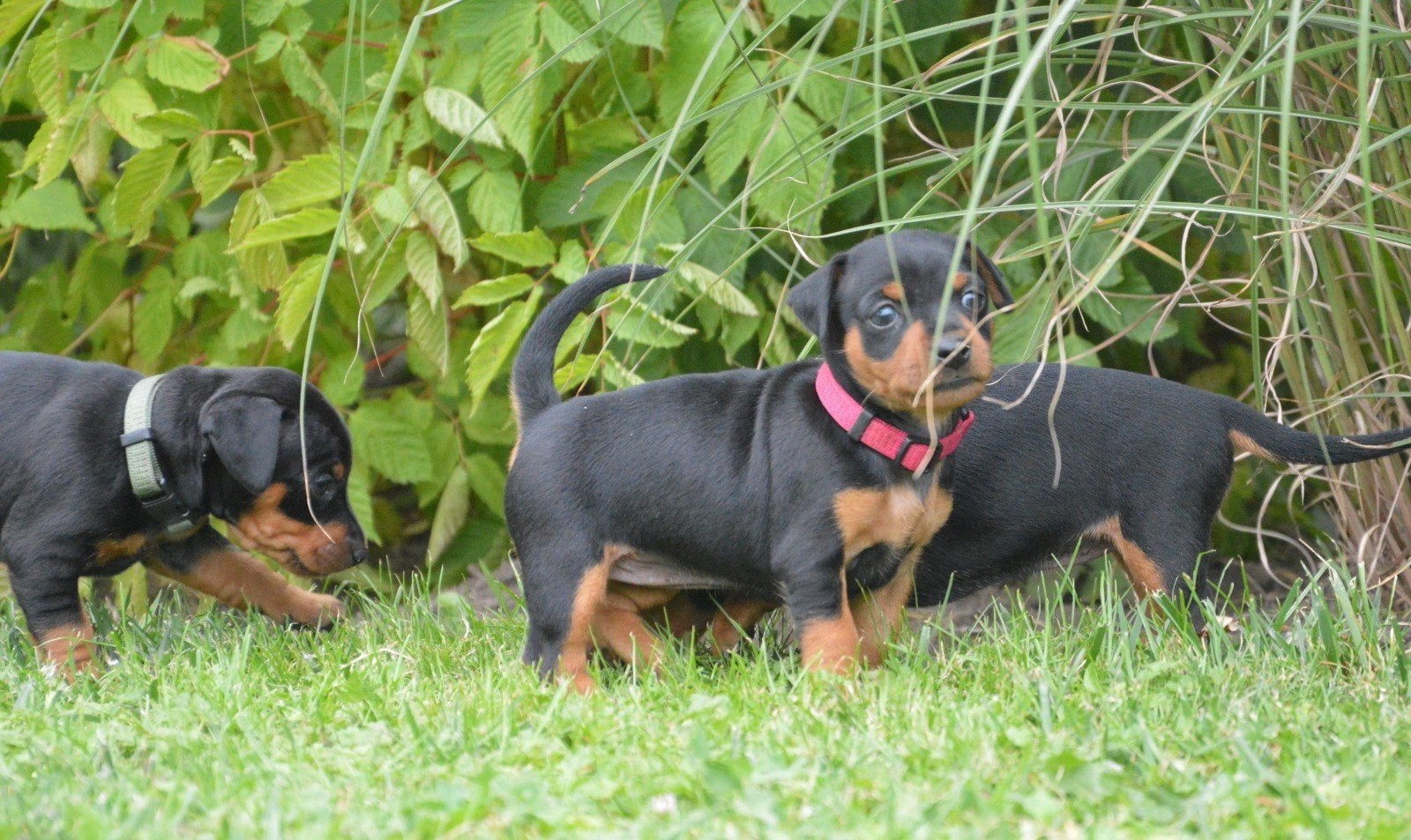 Dwergpinscher pups, 8 tot 15 weken, Meerdere, Meerdere dieren, Nederland