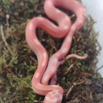 Pantherophis guttata Corn Snake photo 6
