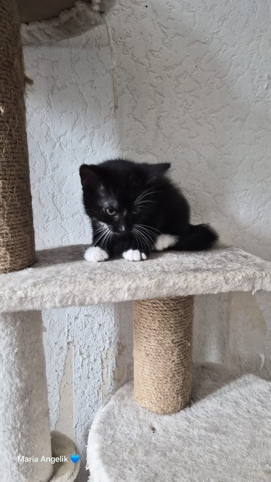 Kittens, Meerdere dieren