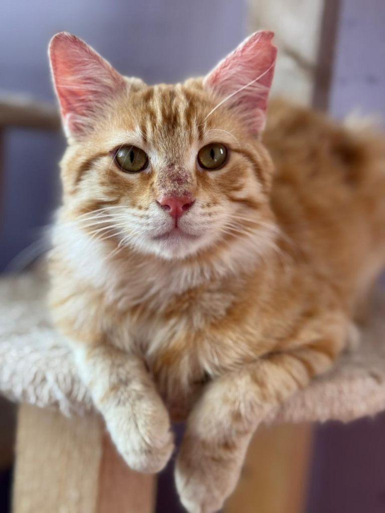 Cat for adoption: KAMIR, Dieren en Toebehoren, Katten en Kittens | Overige Katten, Kater, Langharig, 0 tot 2 jaar